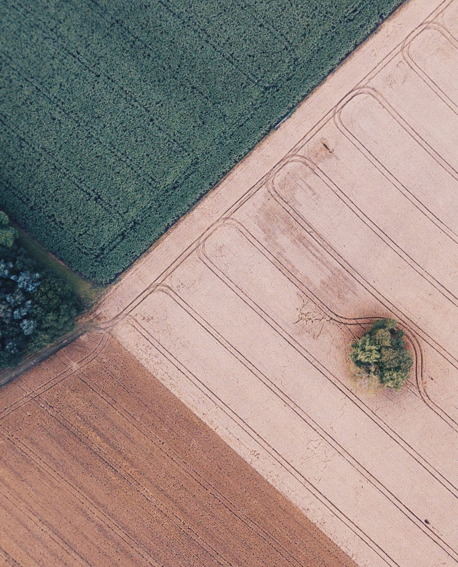 peter-ford-RVk1sYjRyY8-unsplash